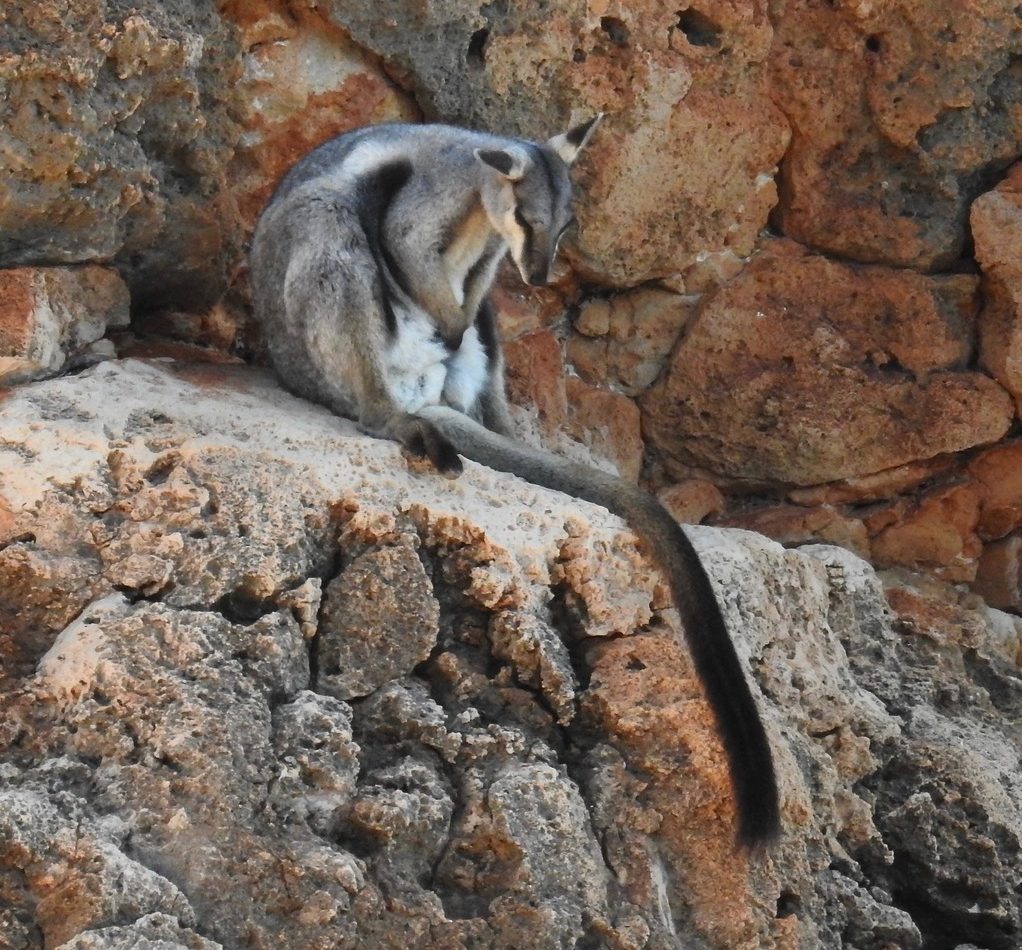Black-footed Rock-wallaby reference