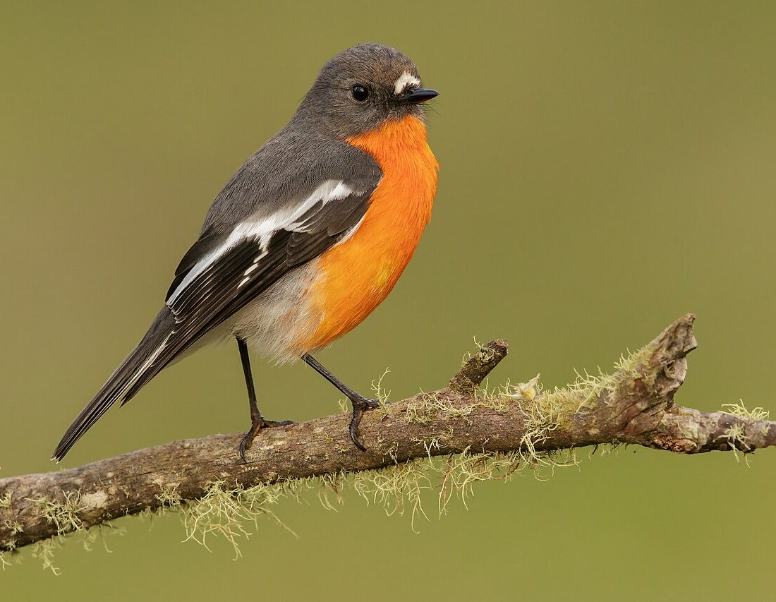Flame Robin reference