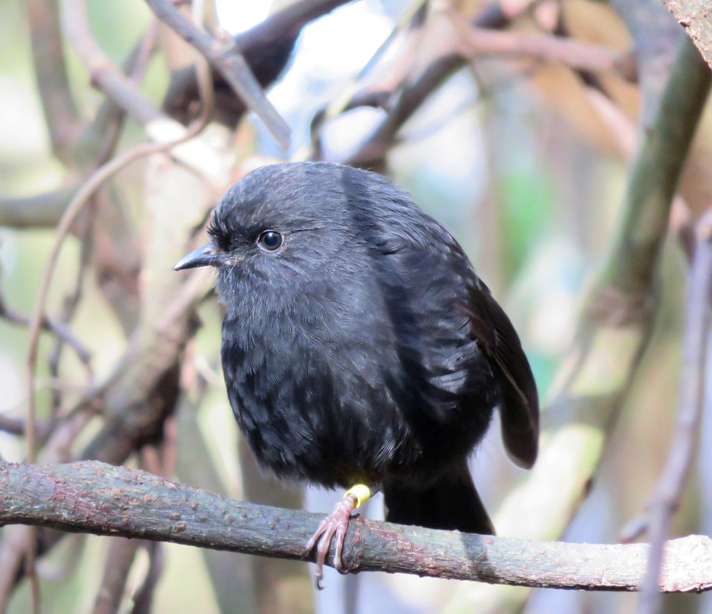 Black Robin reference