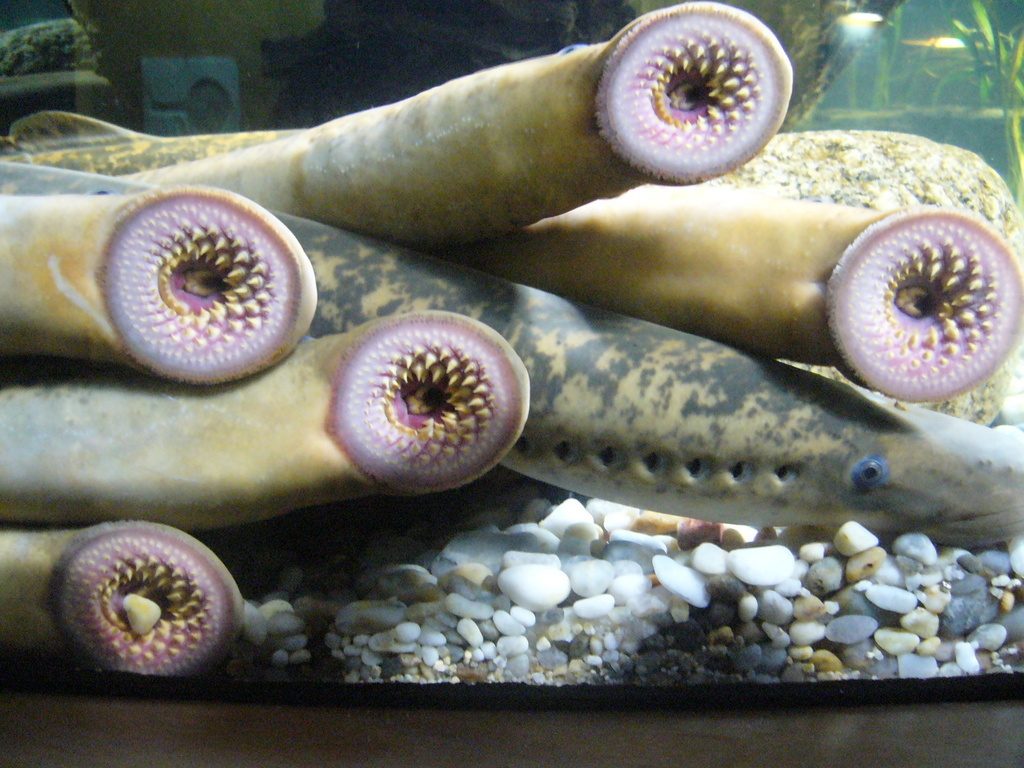 Sea Lamprey reference
