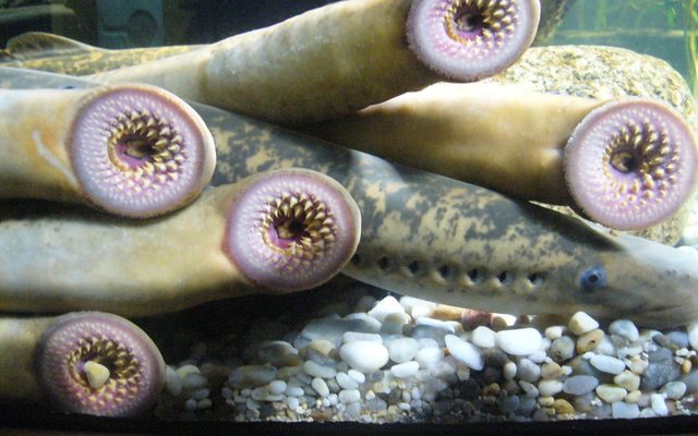 Sea Lamprey reference