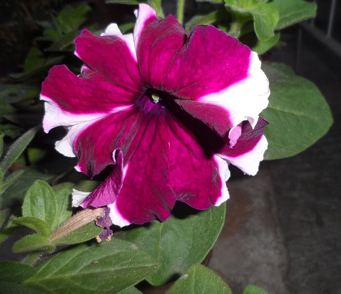 Petunia atkinsiana reference