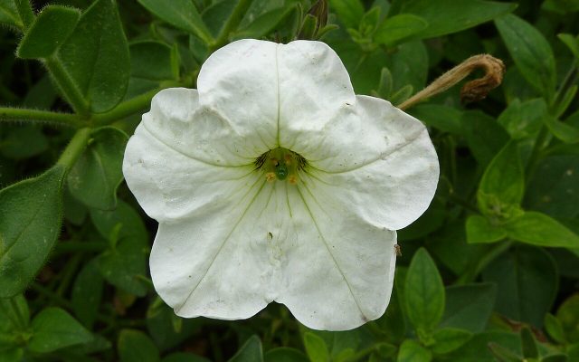 Large White Petunia reference
