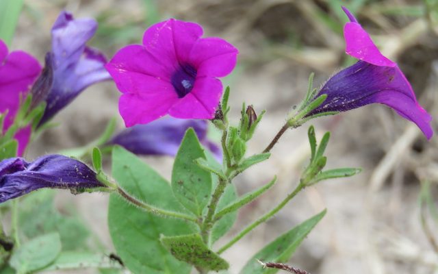 Violet Flower Petunia reference
