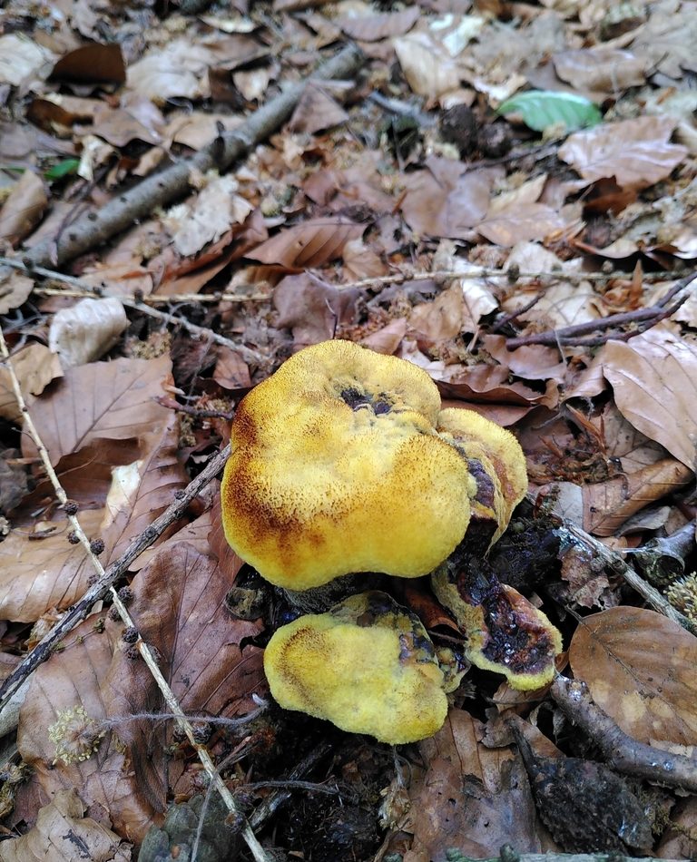 Dyeing Polypore reference