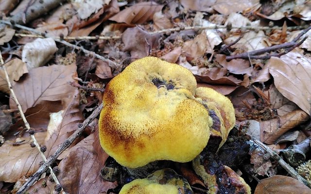 Dyers Polypore reference