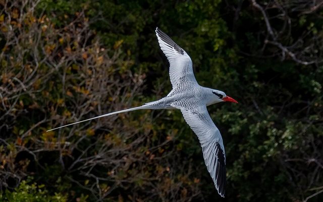 Red-billed Tropicbird reference