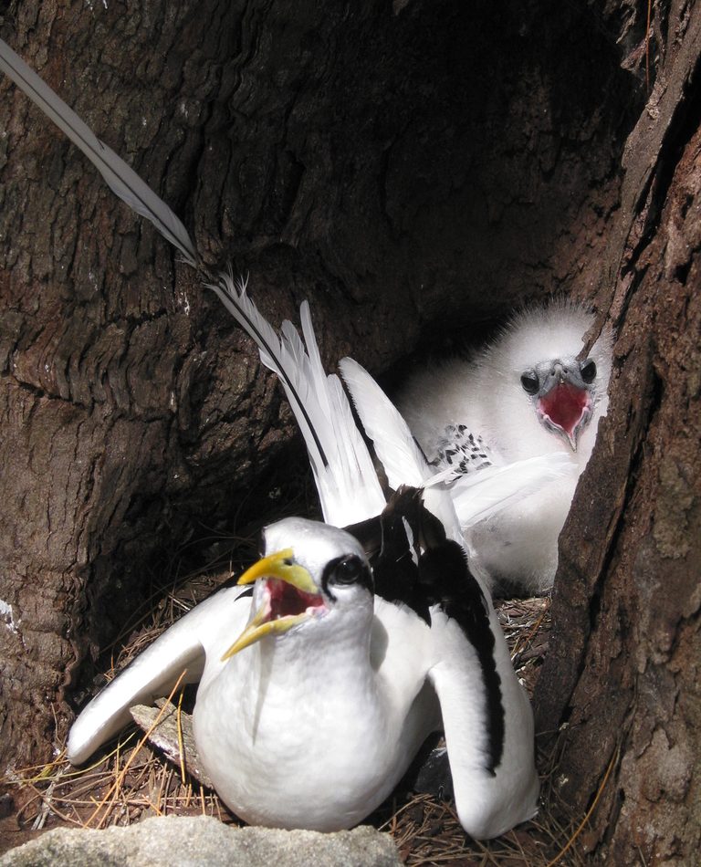 White-tailed Tropicbird reference