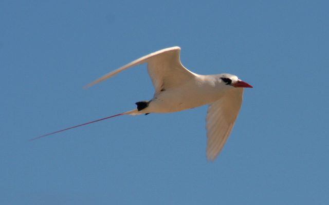 Red-tailed Tropicbird reference
