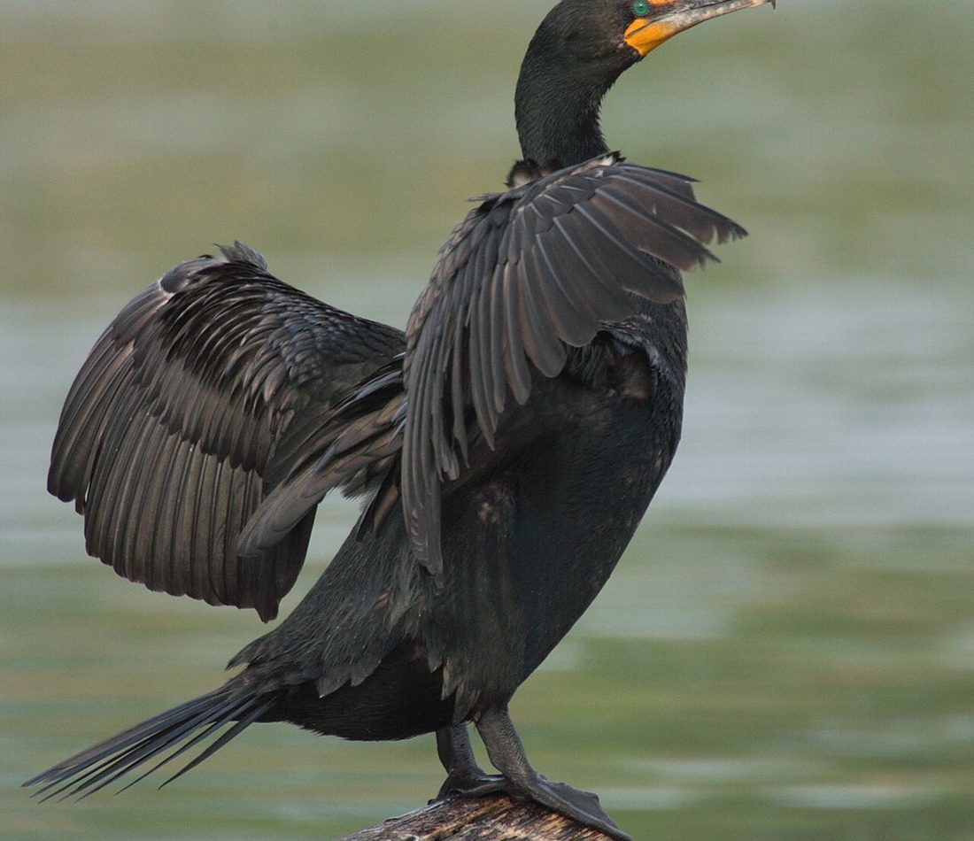 Double-crested Cormorant reference