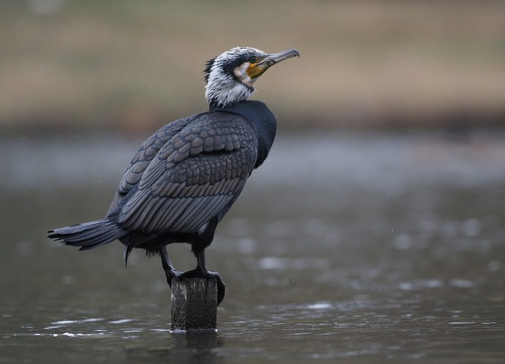 Great Cormorant reference