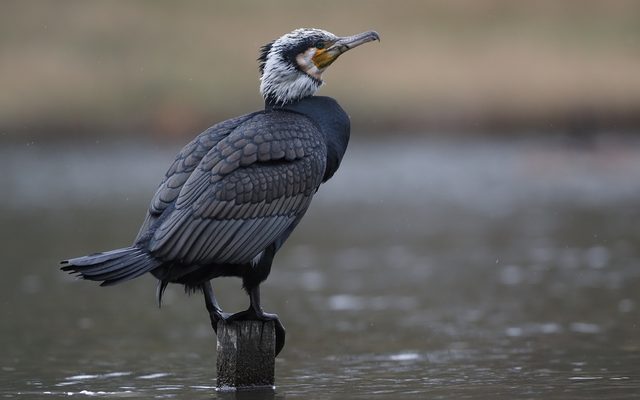 Great Cormorant reference