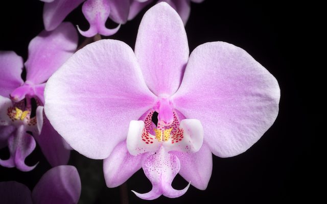 Rosy Moth Orchid reference