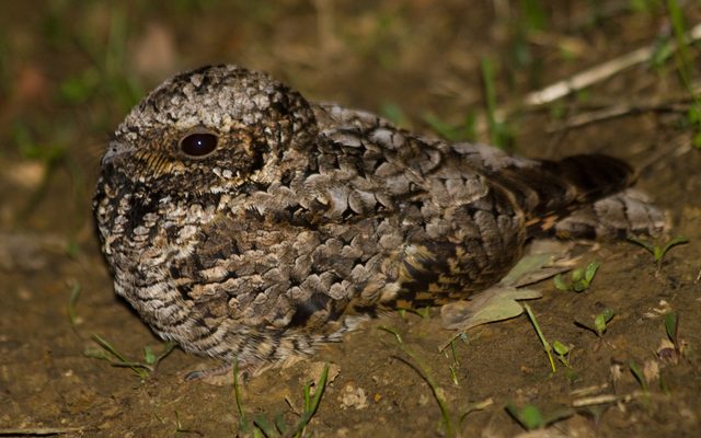Common Poorwill reference