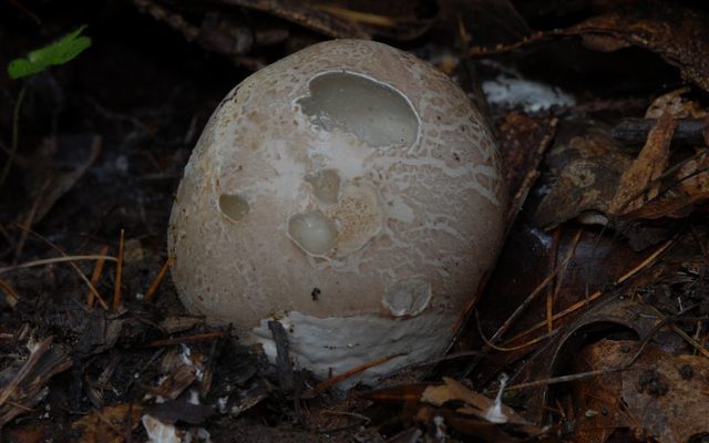 Common Stinkhorn reference