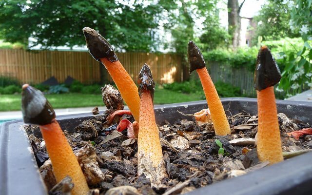 Elegant Red Stinkhorn reference