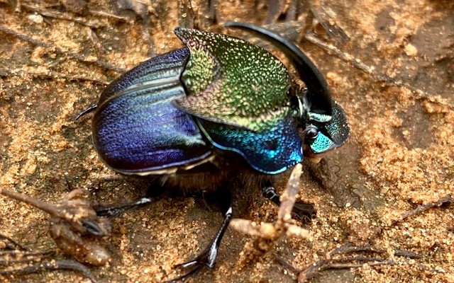 Dune Rainbow Scarab reference