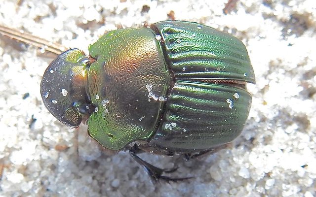 Fire-headed Rainbow Scarab reference