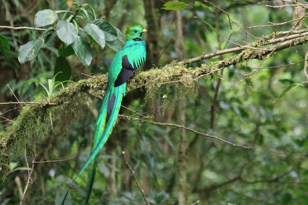 Resplendent Quetzal reference