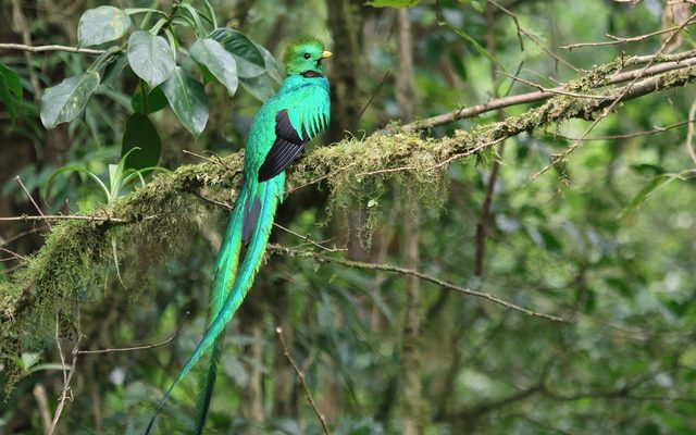 Resplendent Quetzal reference