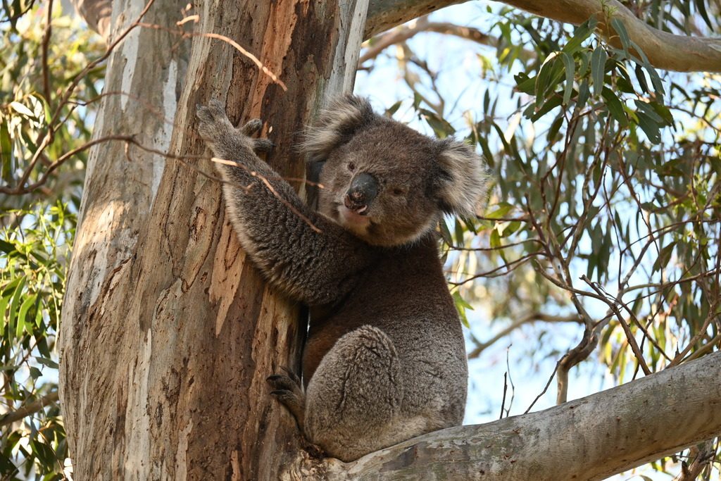 Queensland Koala reference