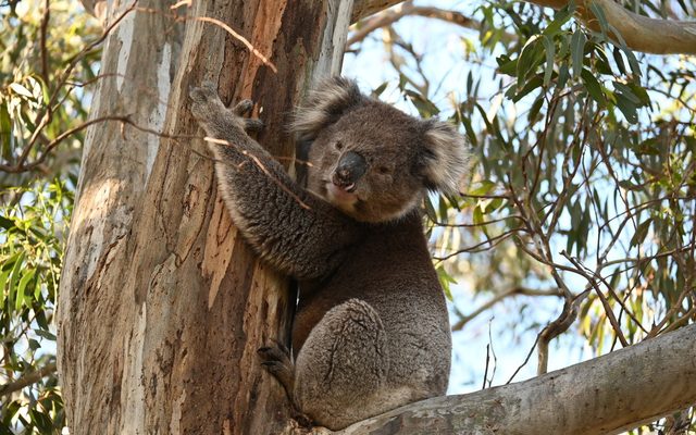 Koala reference
