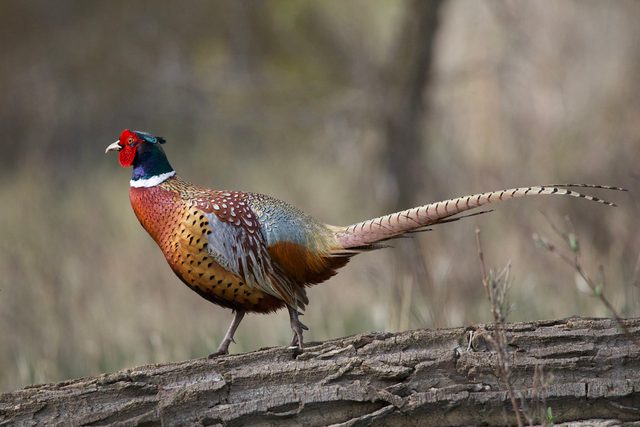 Ring-necked Pheasant reference
