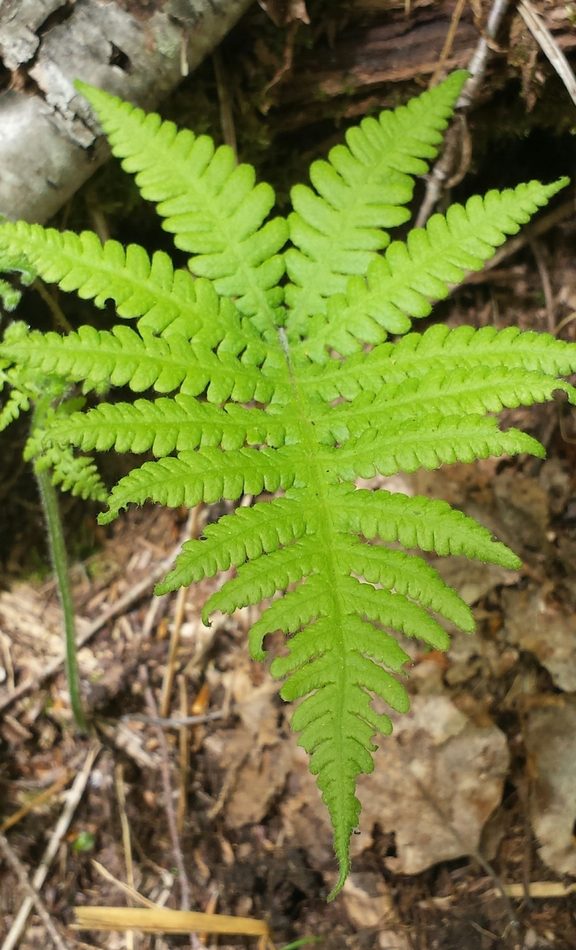 Northern Beech Fern reference