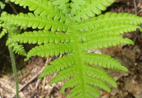 Long Beech Fern reference
