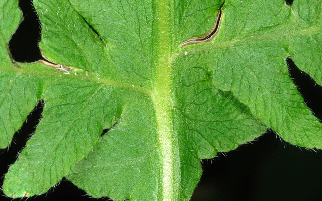 Broad Beech Fern reference
