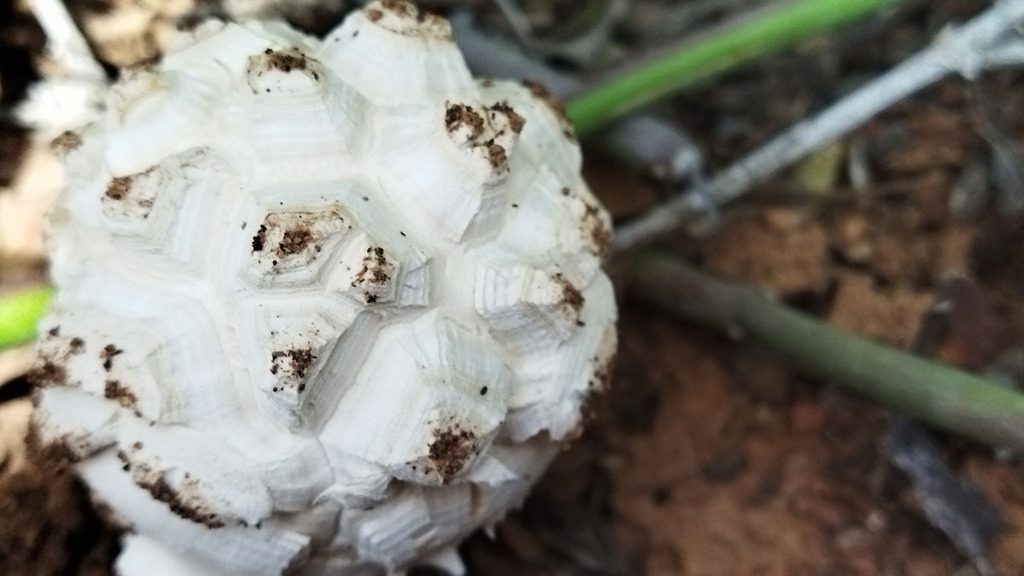 Hercules Stalked Puffball reference