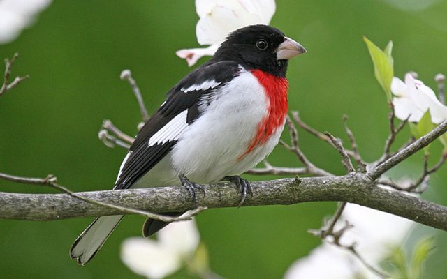 Rose-breasted Grosbeak reference
