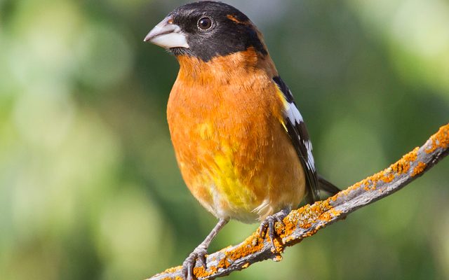 Black-headed Grosbeak reference