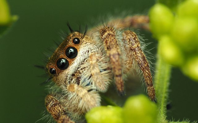 Bold Jumping Spider reference