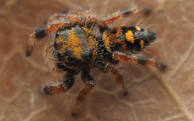 Regal Jumping Spider reference