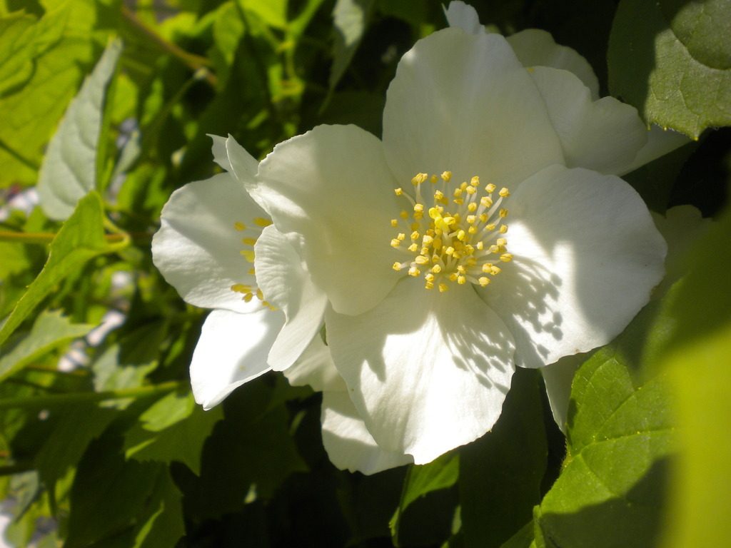 Sweet Mock Orange reference