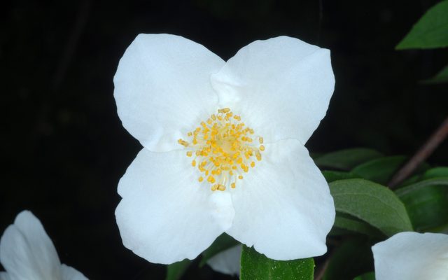 Scentless Mock Orange reference