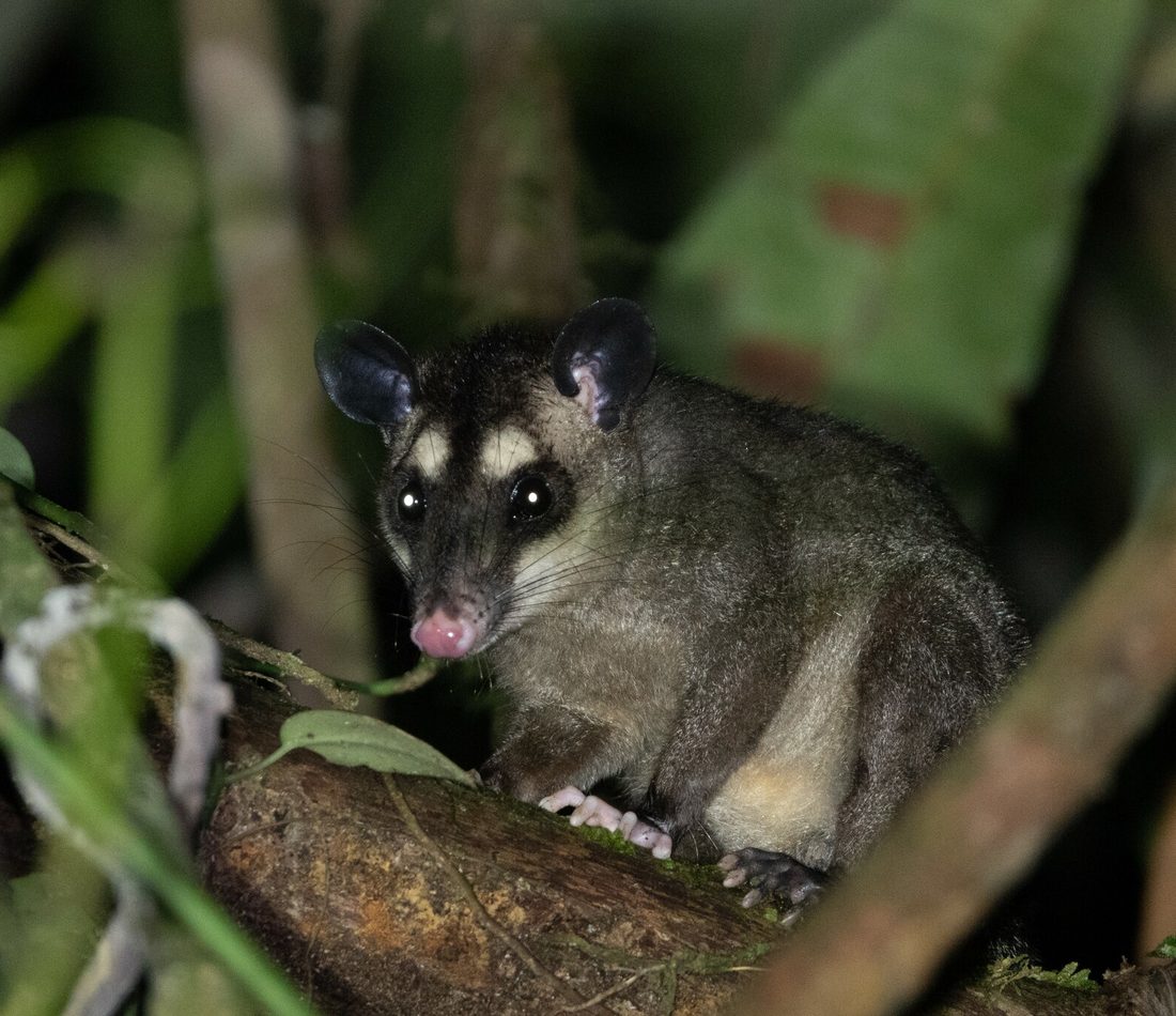 Gray Four-eyed Opossum reference