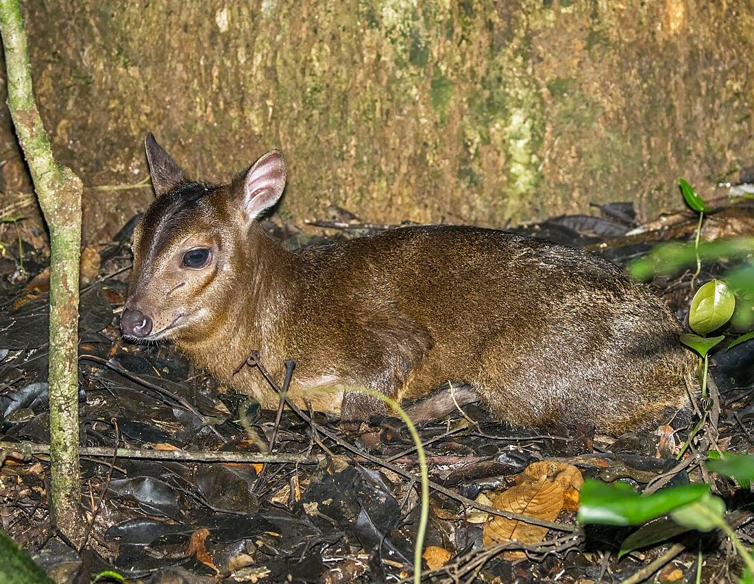 Maxwell's Duiker reference