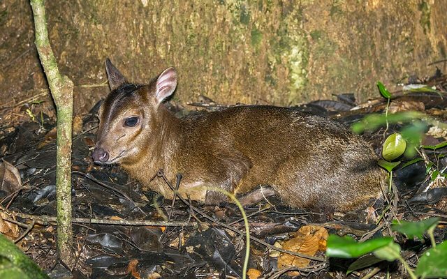 Maxwell's Duiker reference