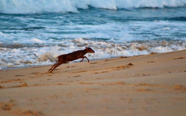 Blue Duiker reference