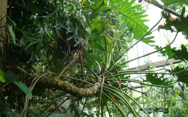 Split-Leaf Philodendron reference