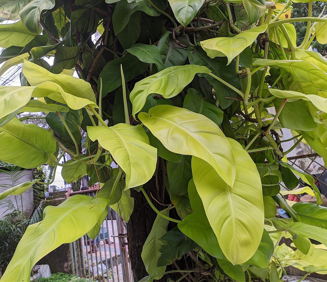 Philodendron domesticum reference
