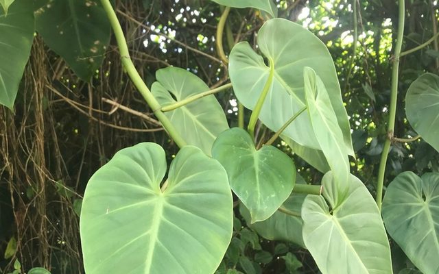 Heartleaf Philodendron reference