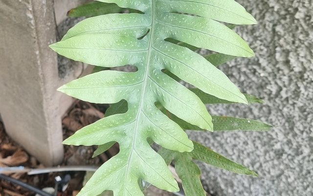 Golden Polypody reference