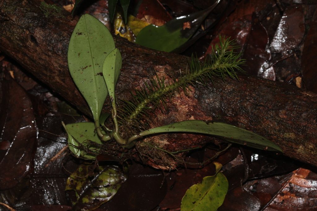 Hanging Clubmoss reference