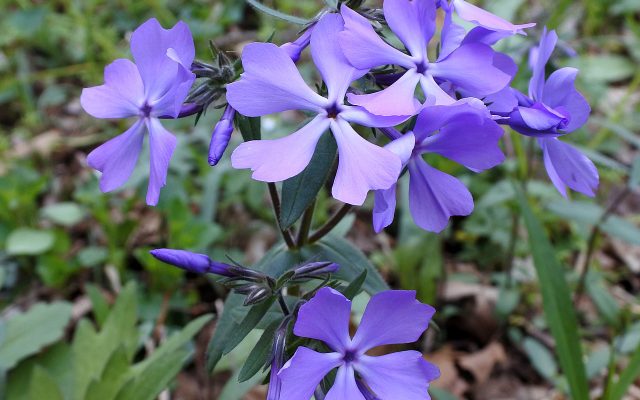 Wild Blue Phlox reference