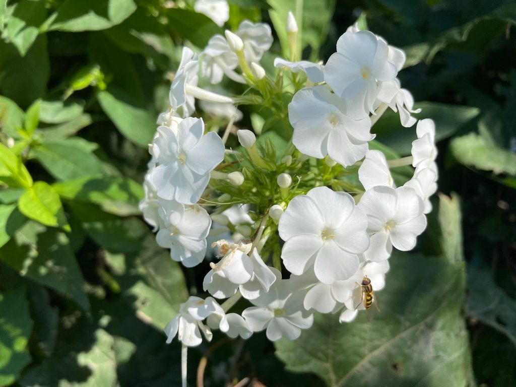 fall phlox reference