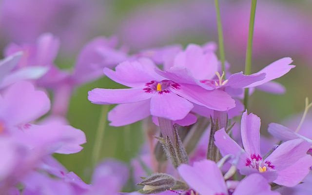 Moss Phlox reference