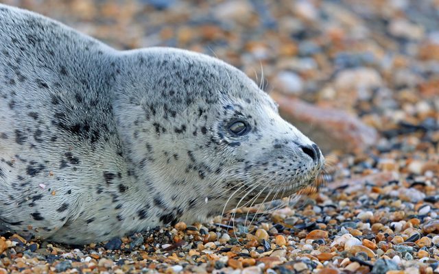 Spotted Seal reference